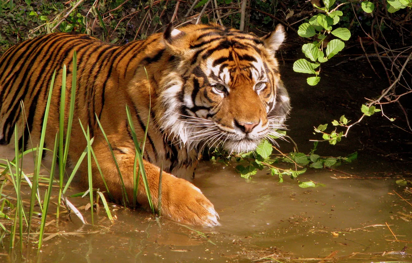 Photo wallpaper Tiger, bathing, pond, immersion in water