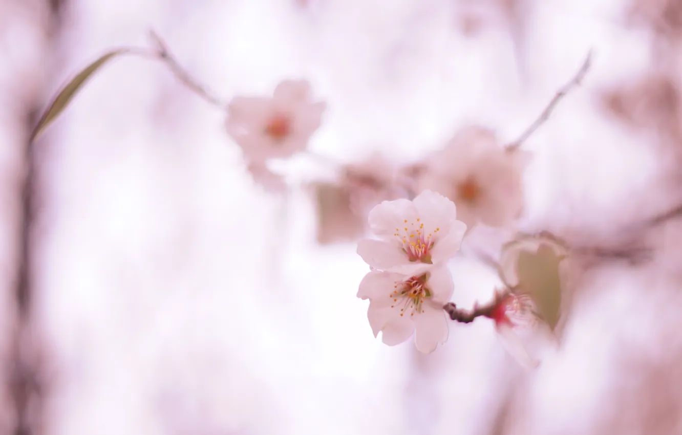Photo wallpaper nature, cherry, sprig, pink, tenderness, spring, blur, Sakura