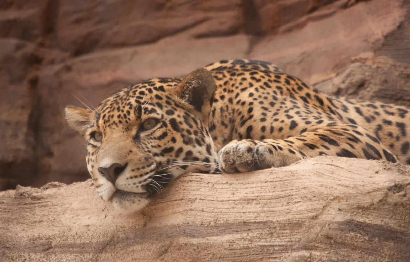 Photo wallpaper cat, look, face, stone, Jaguar