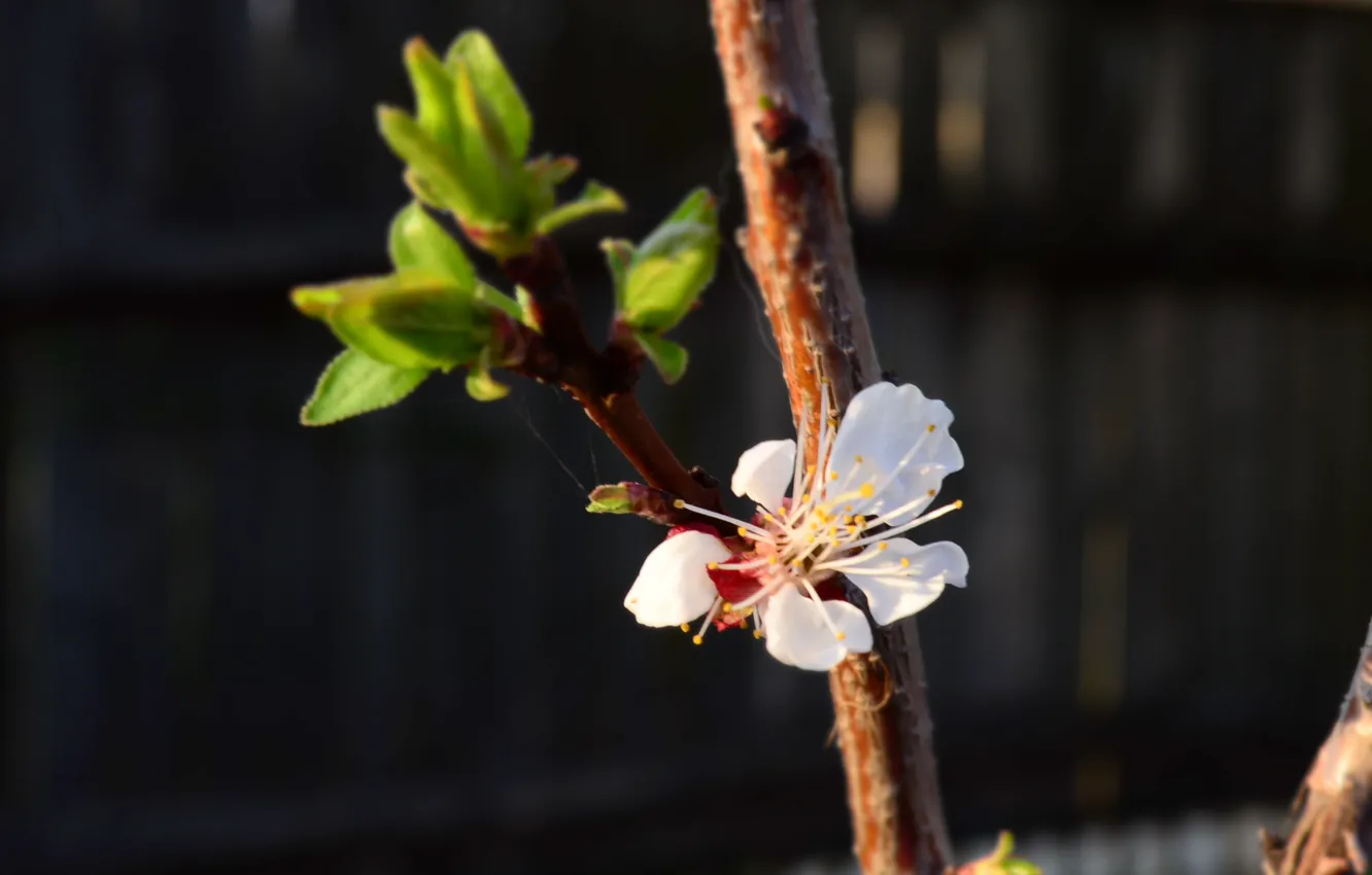 Photo wallpaper Apple blossom, Apple tree in spring, blooming Apple tree