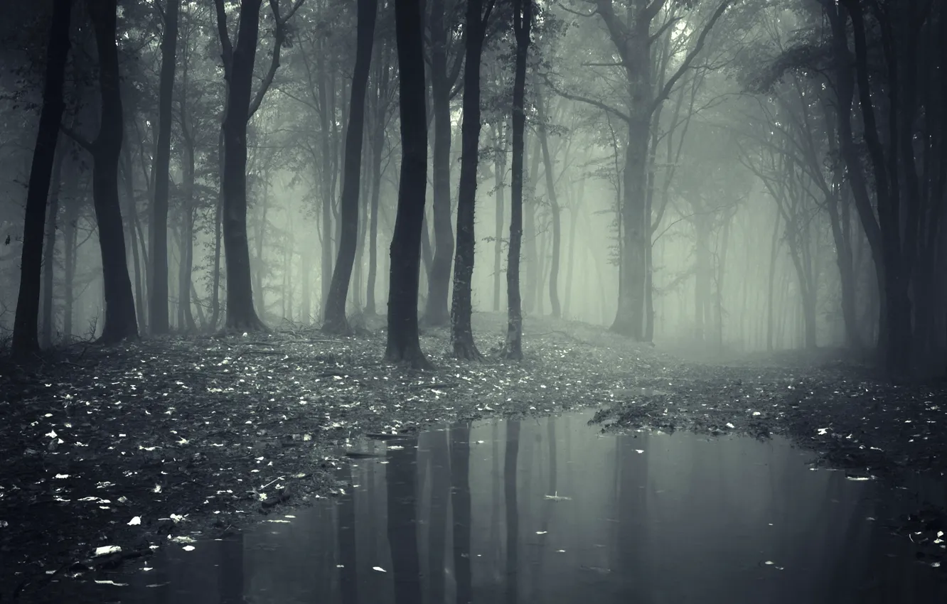 Photo wallpaper dark, nature, fear