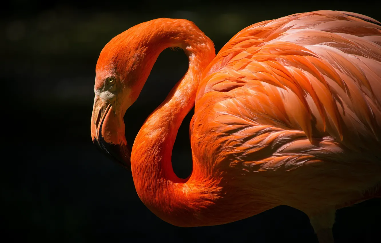 Photo wallpaper red, bird, pink, .Flamingo, wildlife.