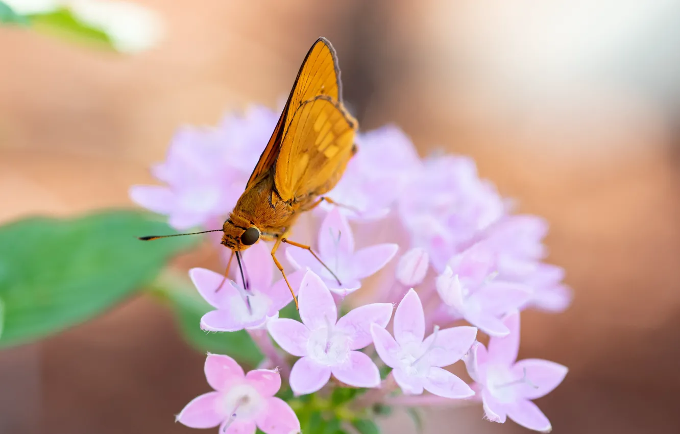 Photo wallpaper flowers, background, butterfly, Fleur Walton