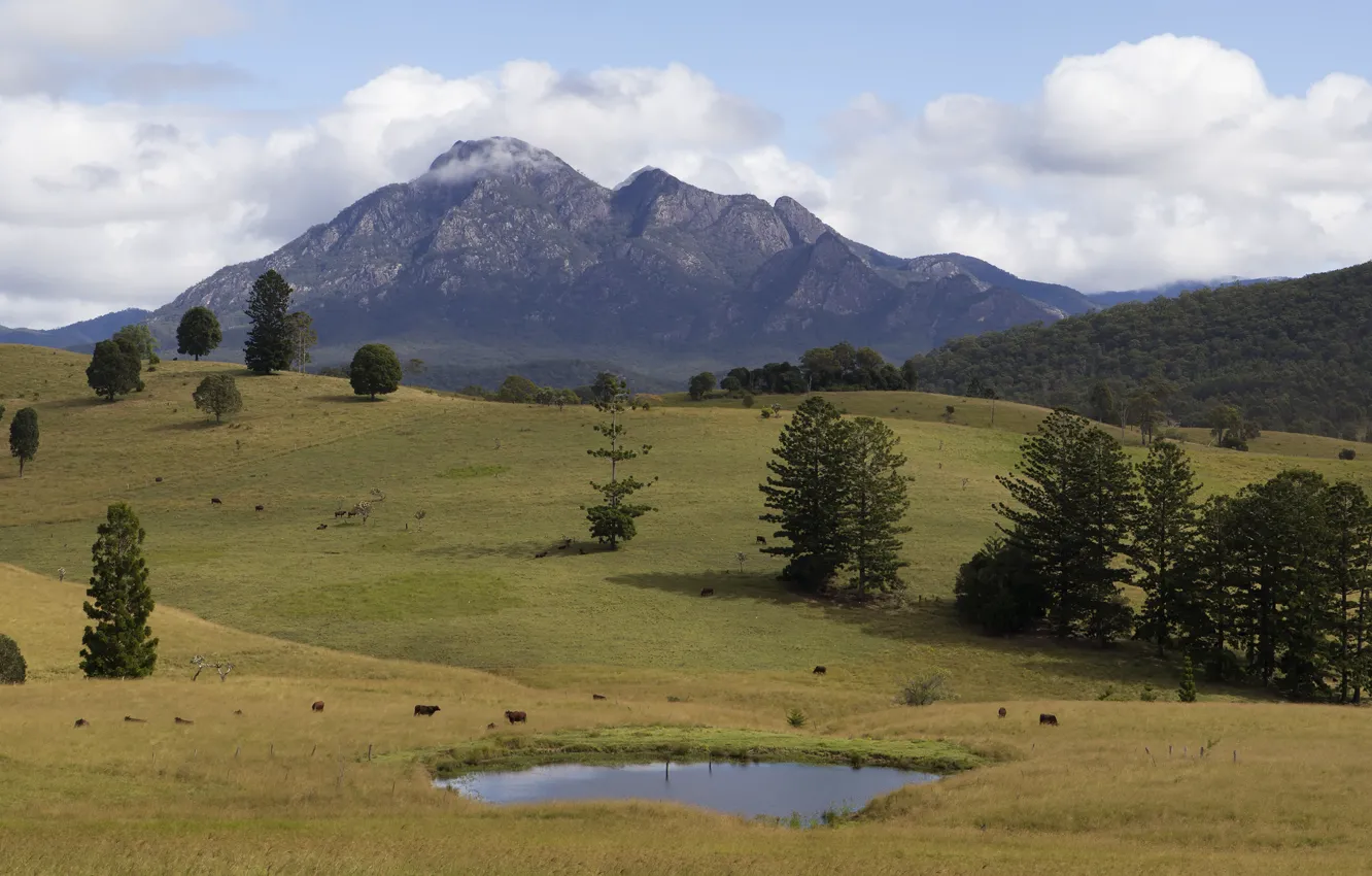 Photo wallpaper trees, mountains, pasture