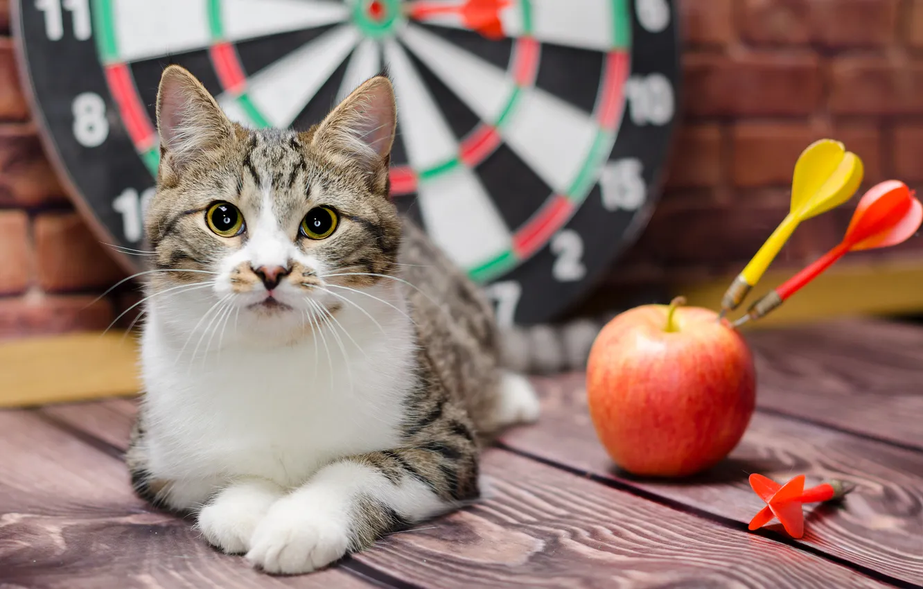 Photo wallpaper cat, cat, look, pose, apples, the game, Board, lies