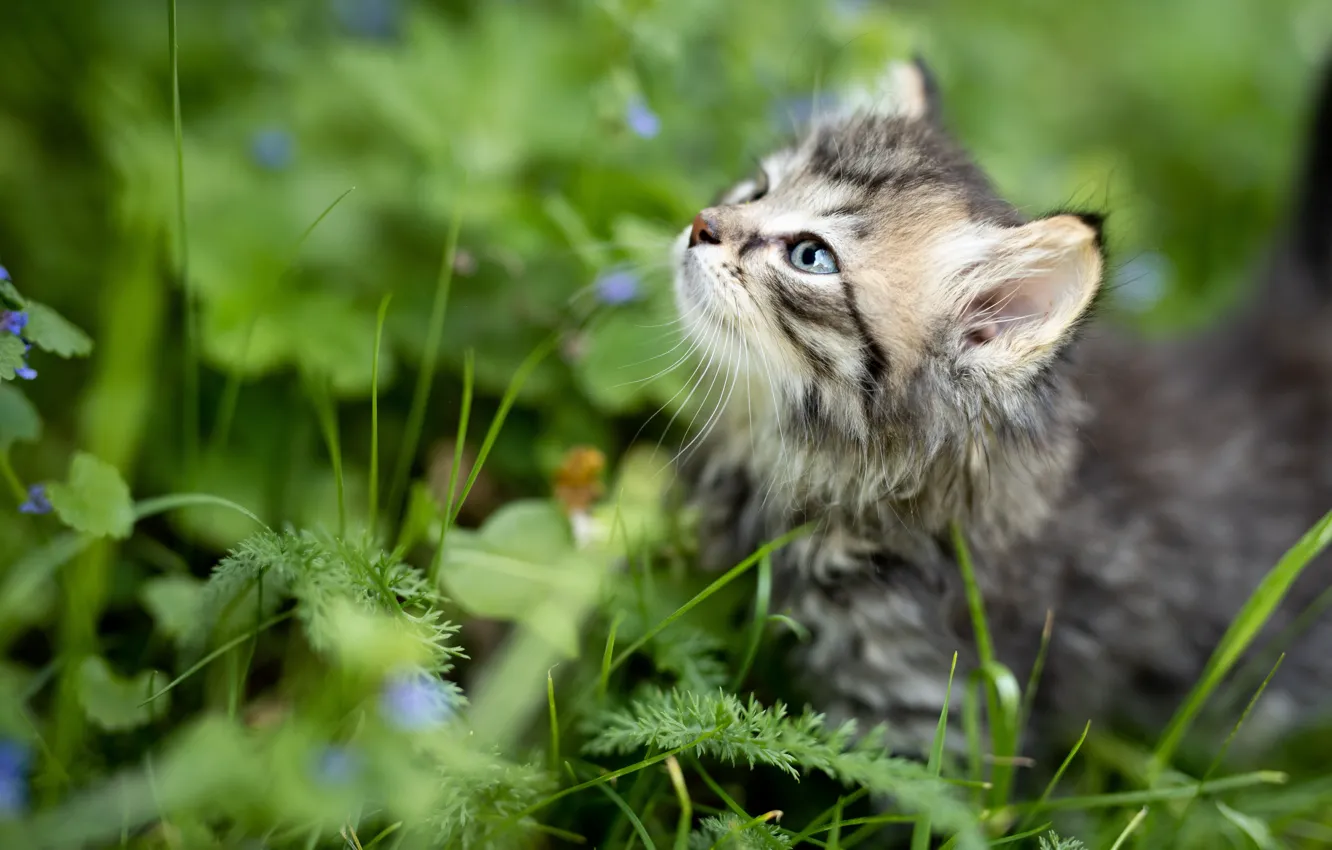 Photo wallpaper grass, look, kitty, baby, muzzle