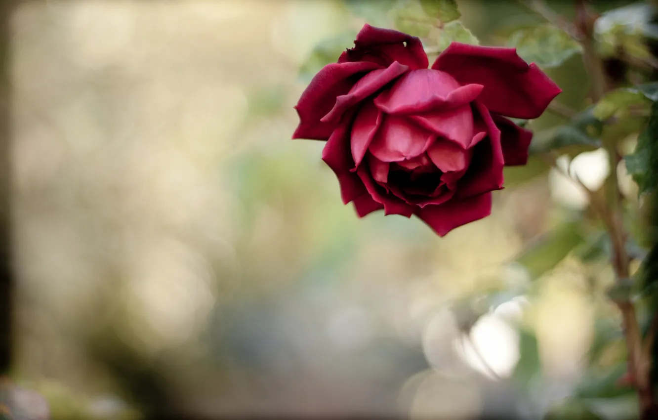 Photo wallpaper flower, rose, petals, stem, red