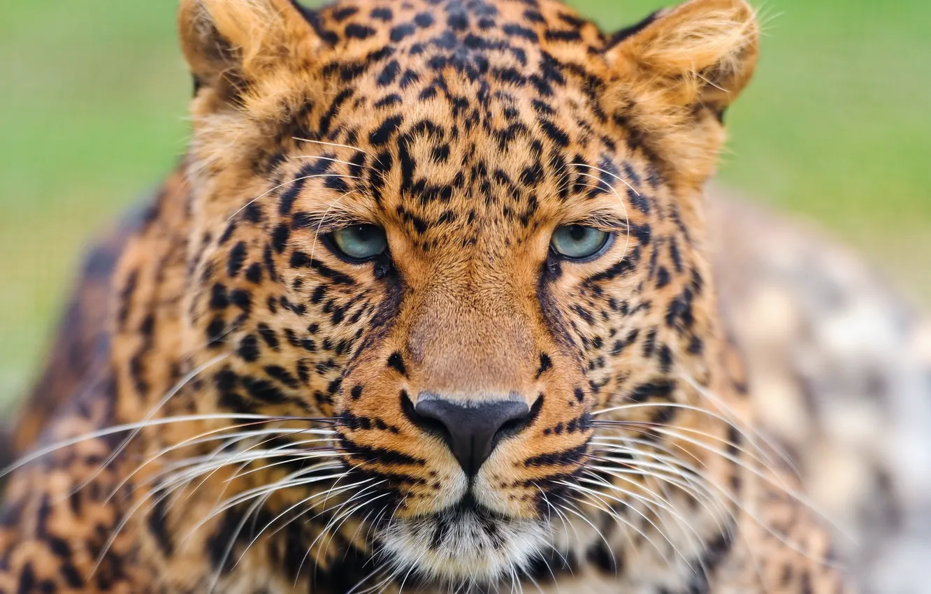 Photo wallpaper mustache, look, face, leopard, leopard, beautiful, a large spotted cat, panthera pardus