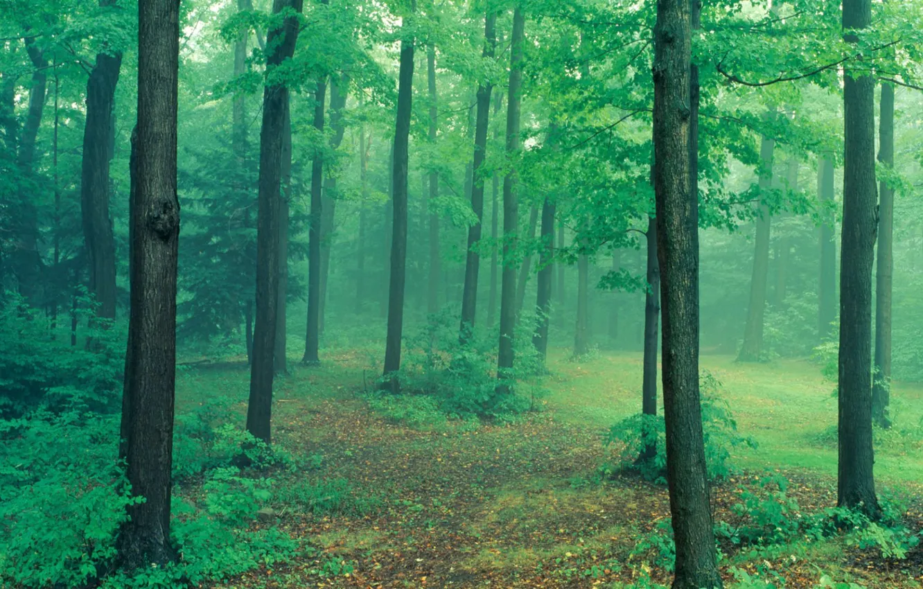 Photo wallpaper forest, nature, fog