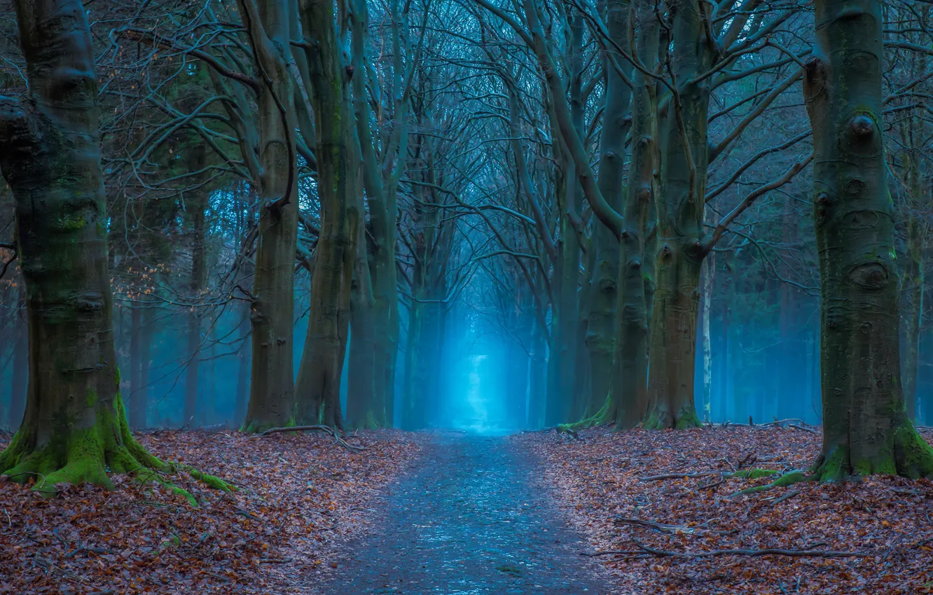 Photo wallpaper road, autumn, forest, trees, Netherlands