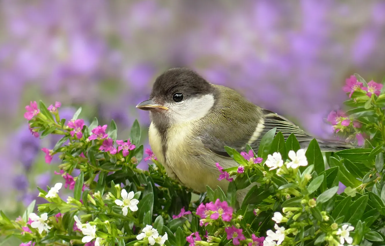 Photo wallpaper look, flowers, bird, pink, white, bokeh, tit, lilac background
