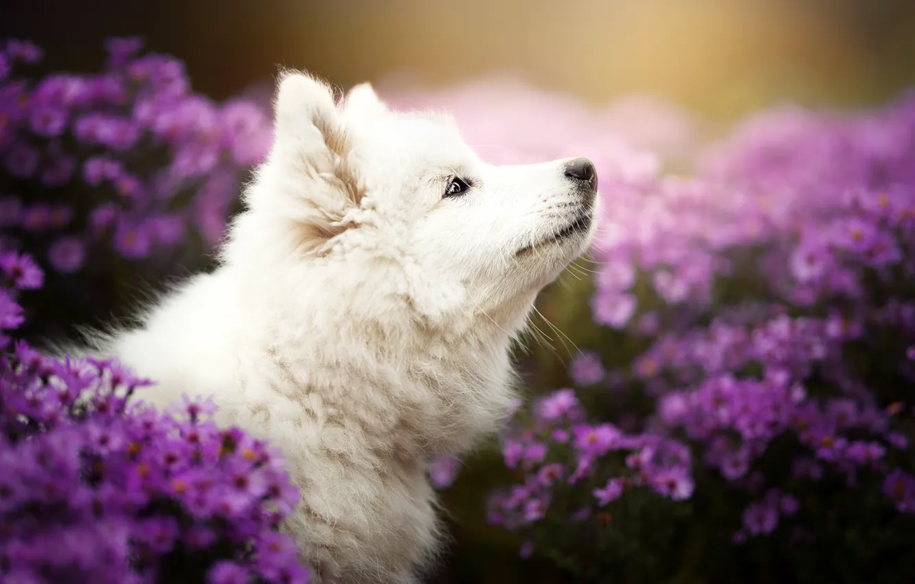 Photo wallpaper flowers, dog, puppy, profile, face, chrysanthemum, bokeh, Samoyed