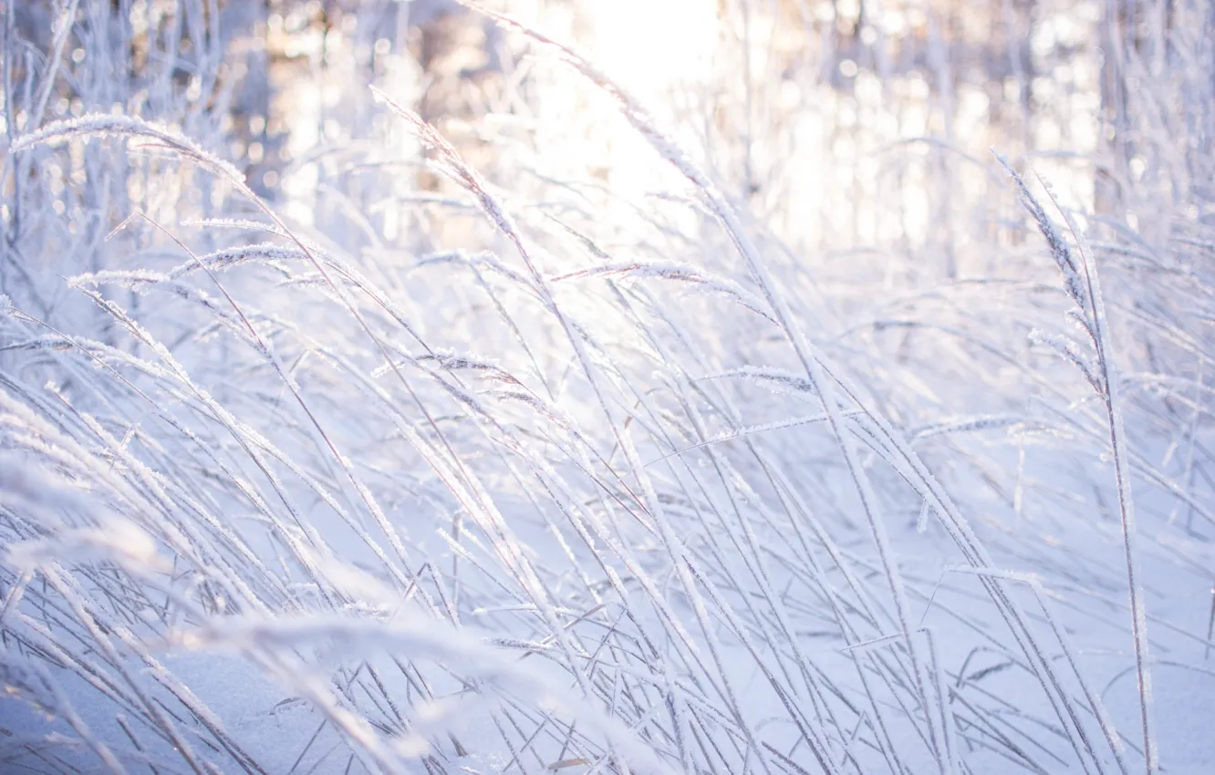 Photo wallpaper winter, forest, grass, light, snow, trees, nature, beauty