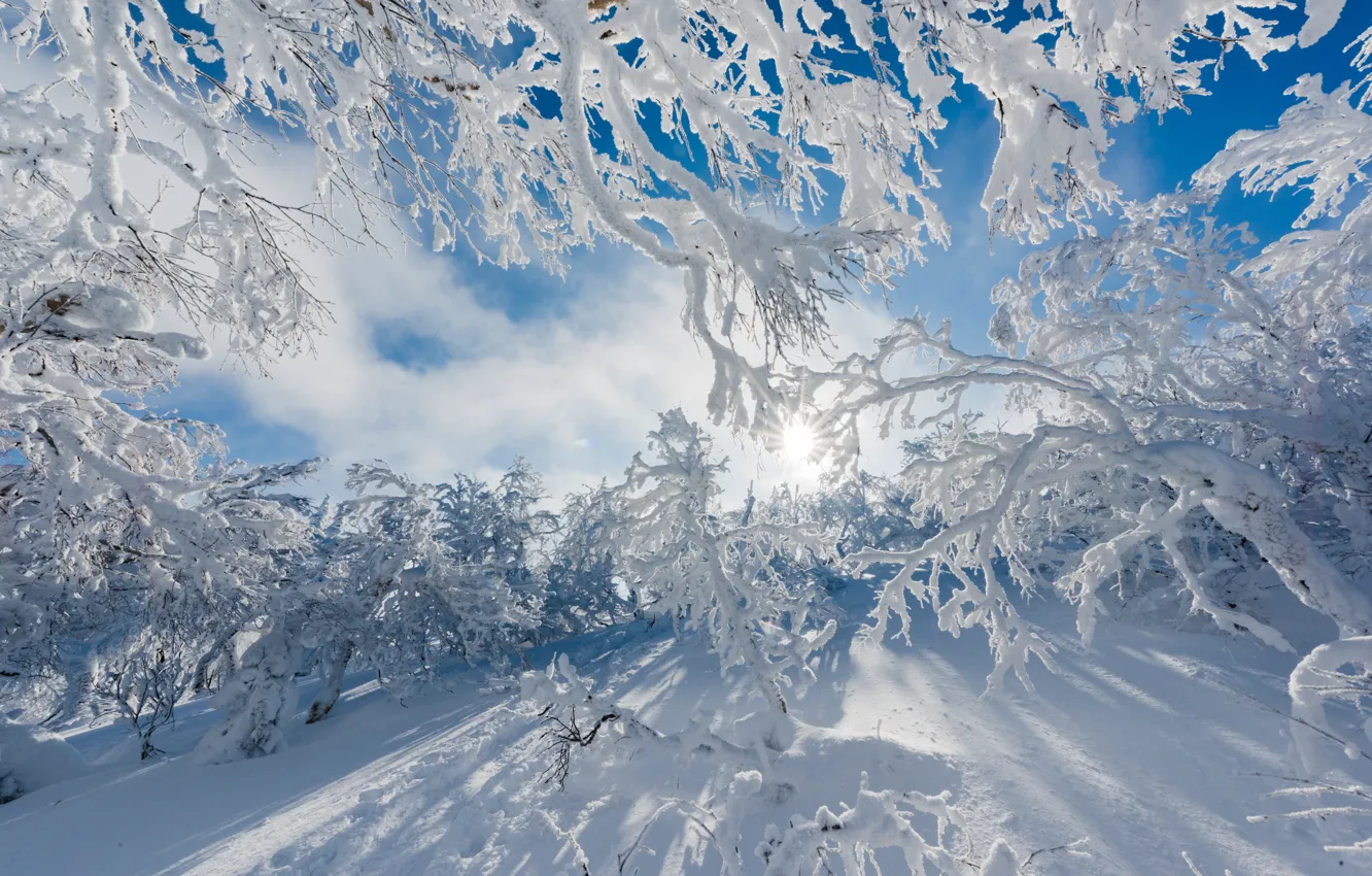 Photo wallpaper trees, winter, snow, sun