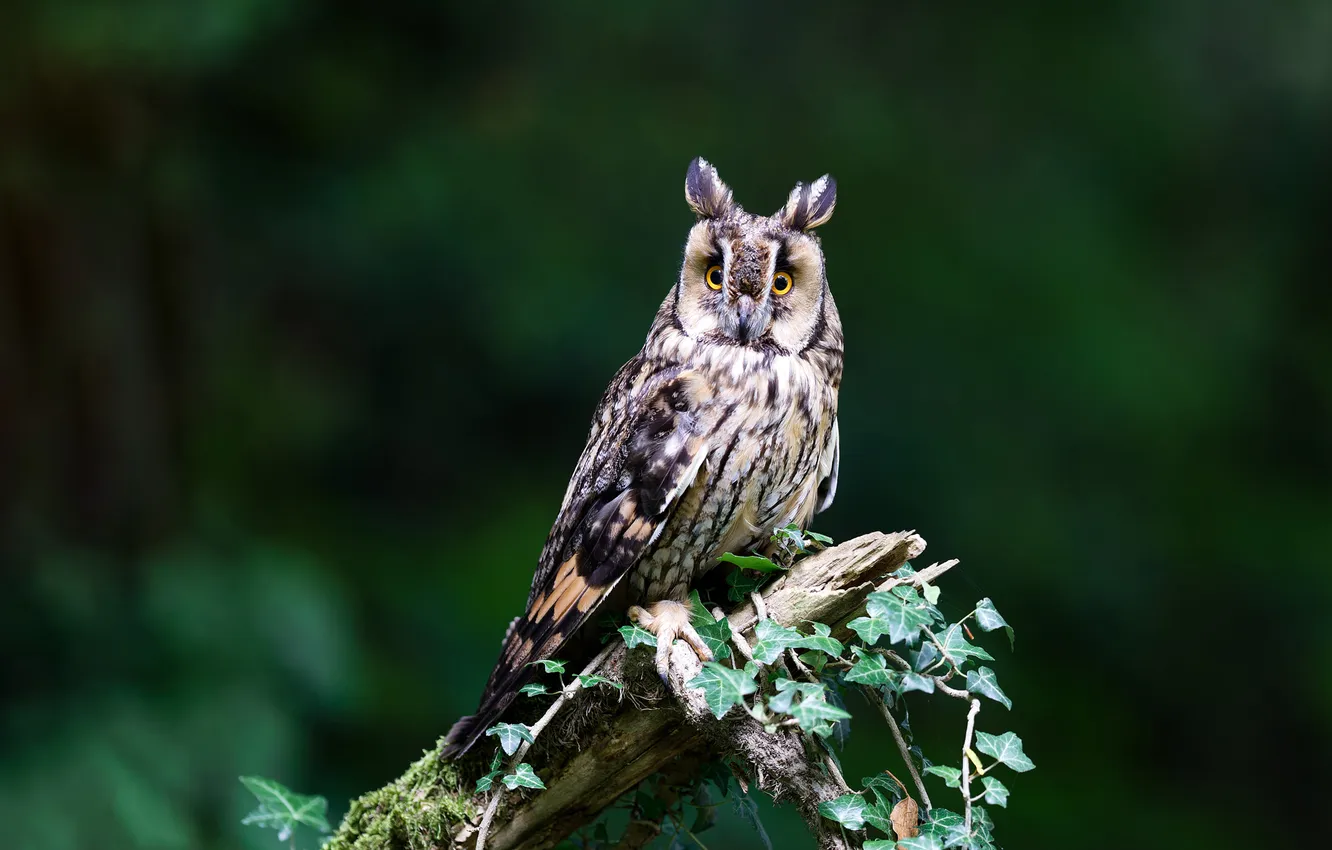 Photo wallpaper look, the dark background, owl, bird, foliage, green background, bitches, bokeh