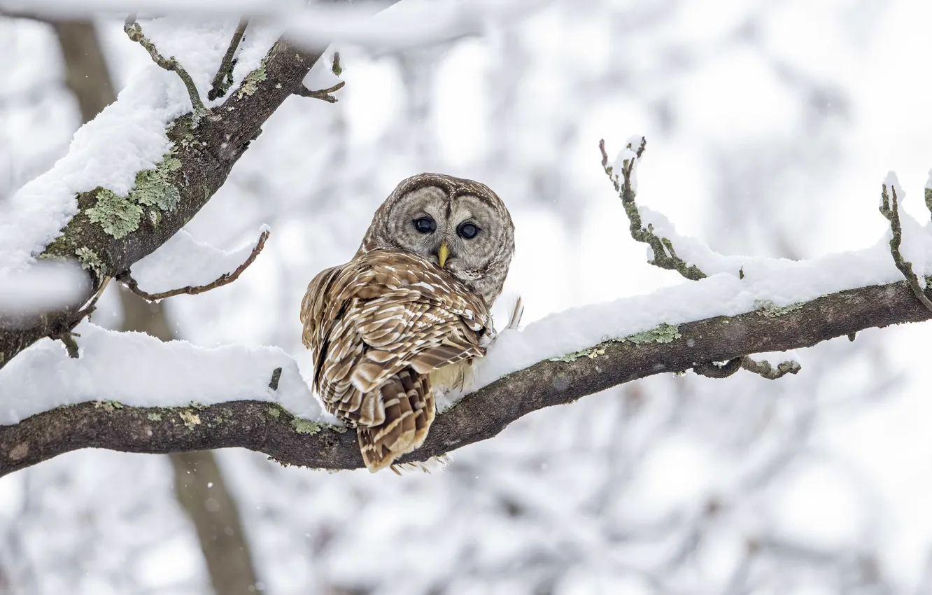 Photo wallpaper winter, snow, trees, branches, owl, bird, owl