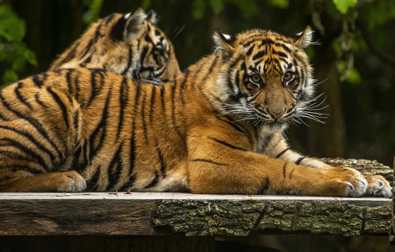 Photo wallpaper tiger, two, pair, lies, tiger