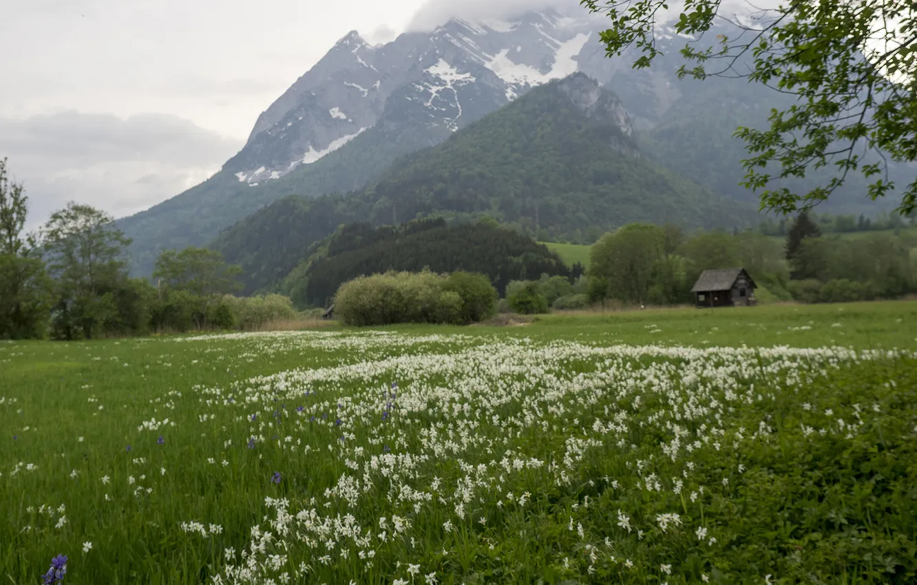 Photo wallpaper greens, field, grass, trees, flowers, mountains, branches, fog