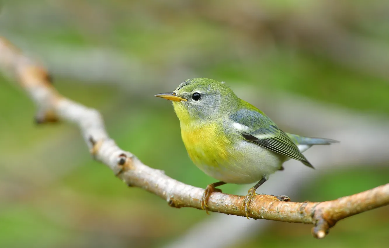 Photo wallpaper branches, bird, bird
