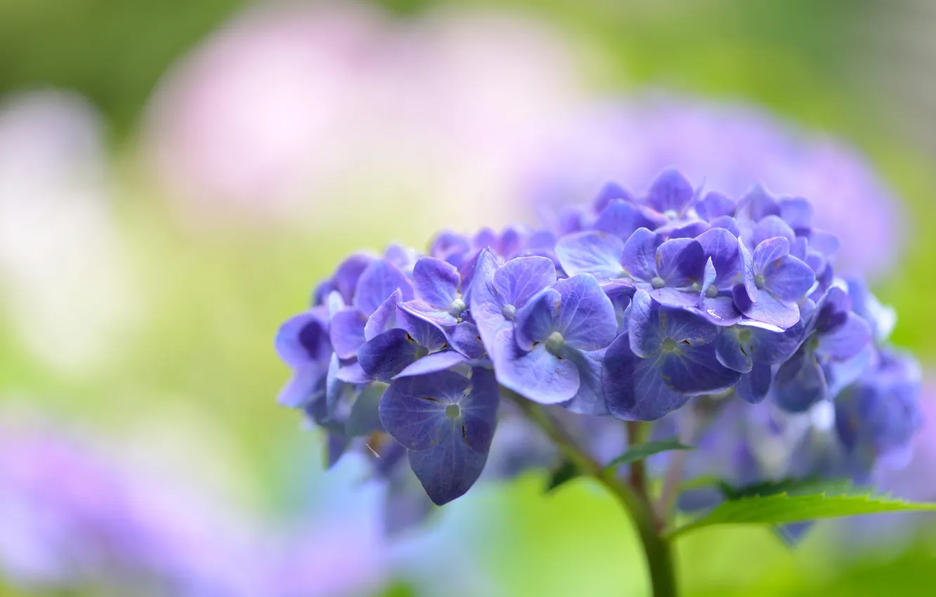 Photo wallpaper macro, flowers, lilac, hydrangea