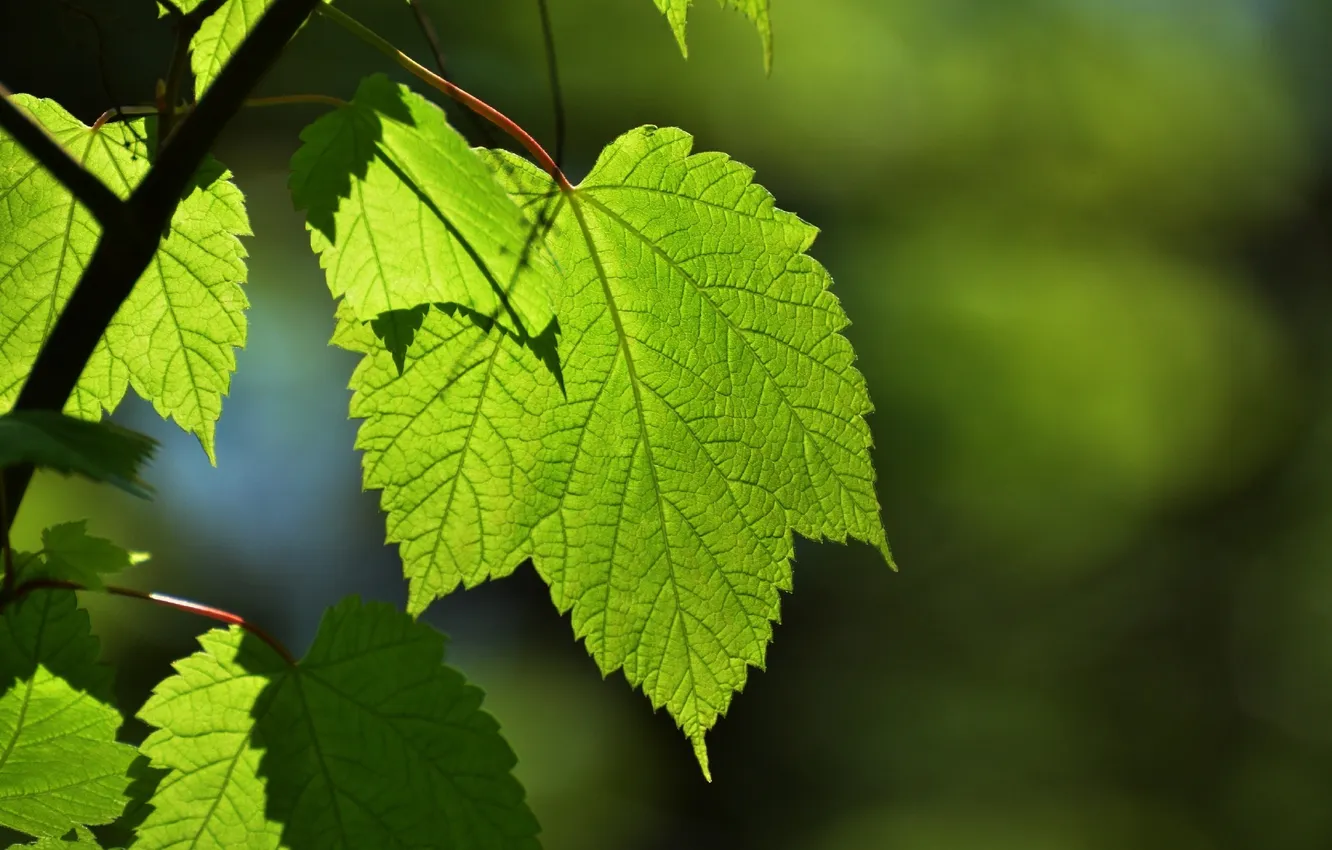 Photo wallpaper summer, leaves, macro, branches, green