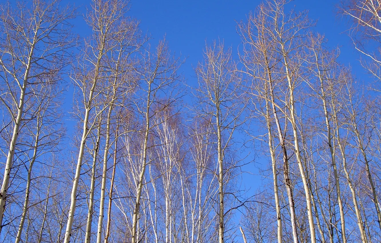 Photo wallpaper the sky, trees, spring