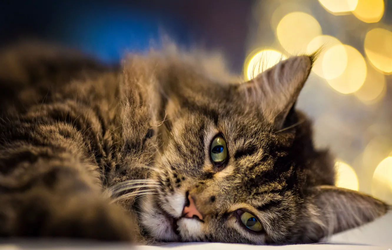 Photo wallpaper cat, face, bokeh