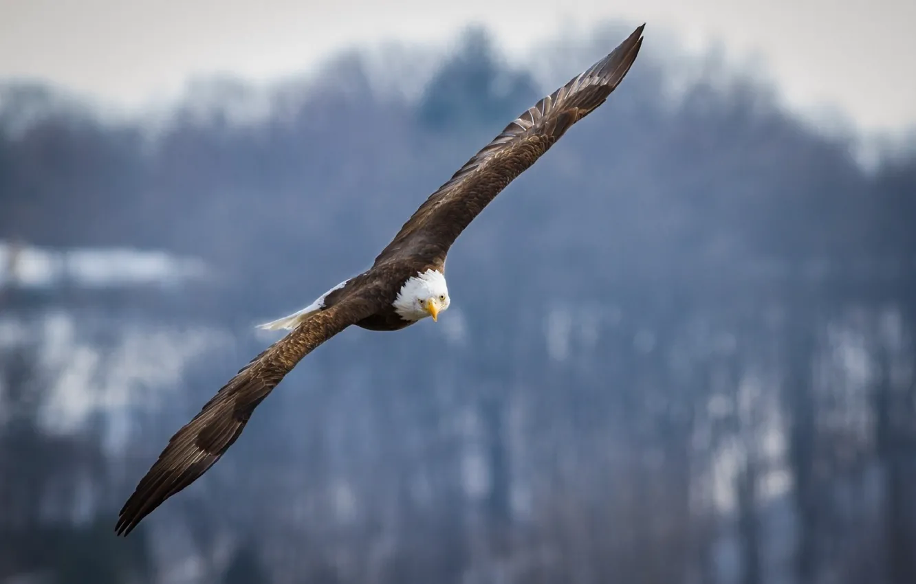 Photo wallpaper Eagle, Raptor, flying, bird, flight, wings, animal, blad eagle