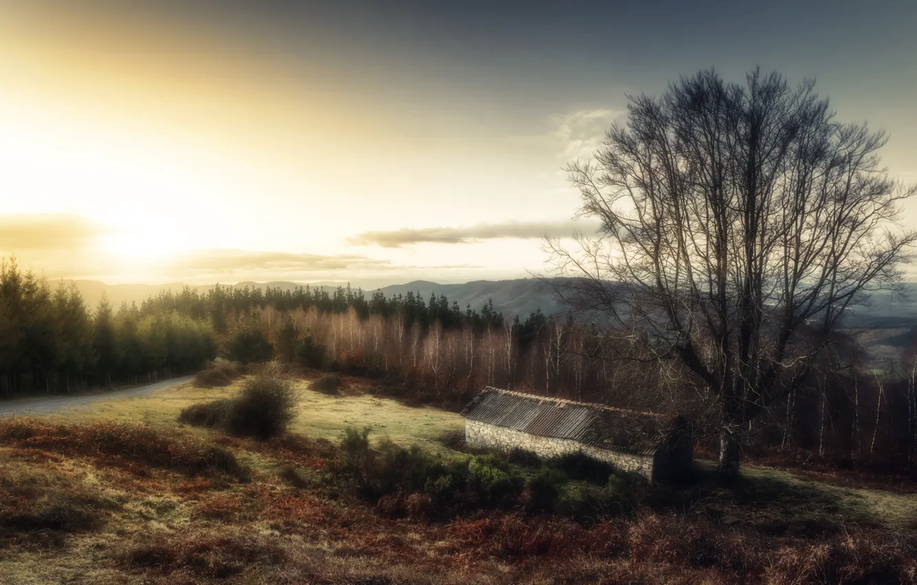 Photo wallpaper road, forest, home