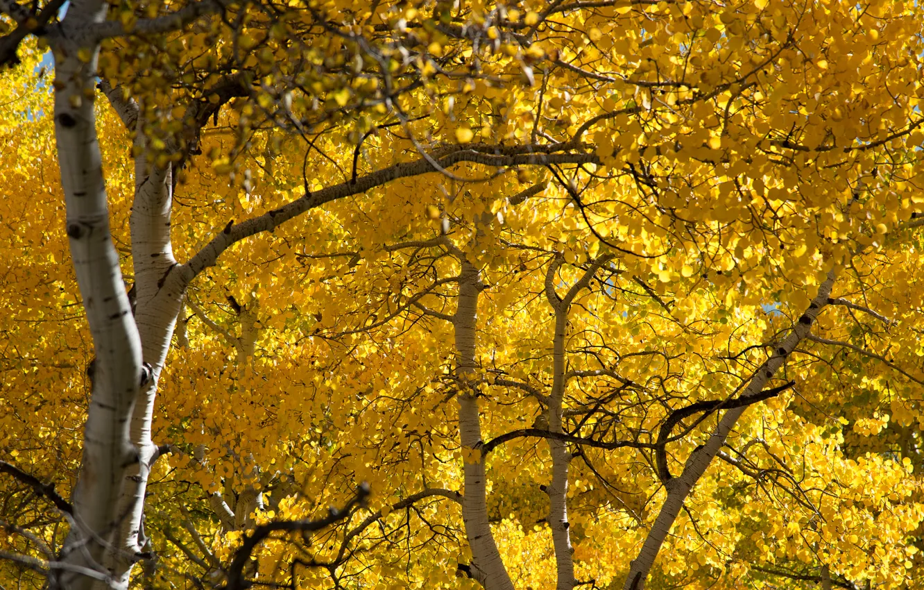 Photo wallpaper autumn, forest, leaves, grove, aspen