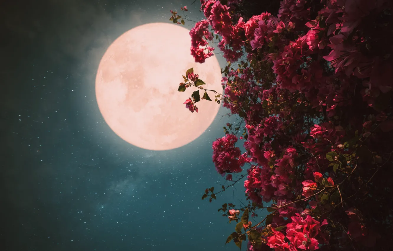 Photo wallpaper the sky, space, stars, light, flowers, night, branches, red