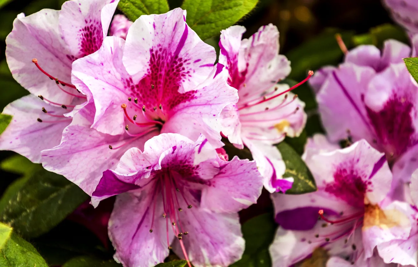Photo wallpaper macro, pink, Azalea, rhododendrons