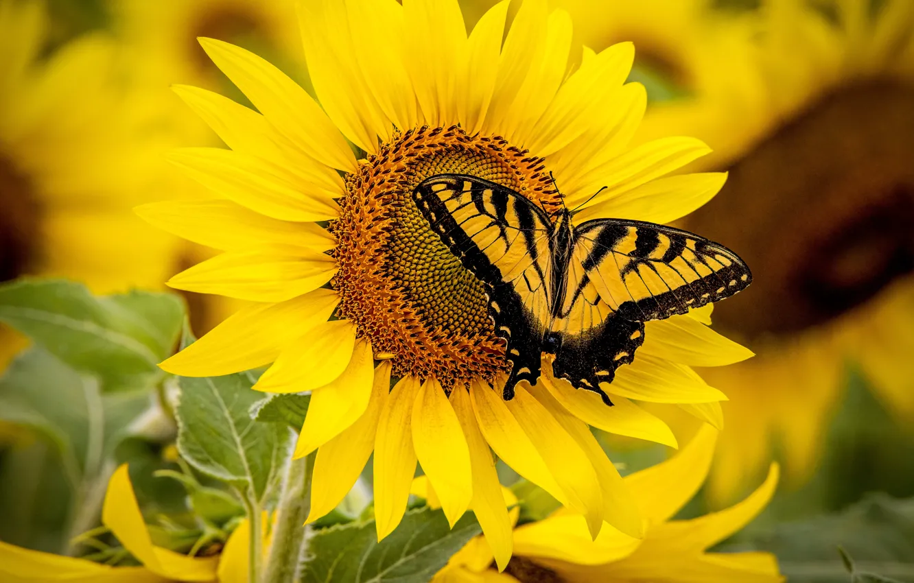 Photo wallpaper macro, sunflowers, flowers, yellow, butterfly, swallowtail