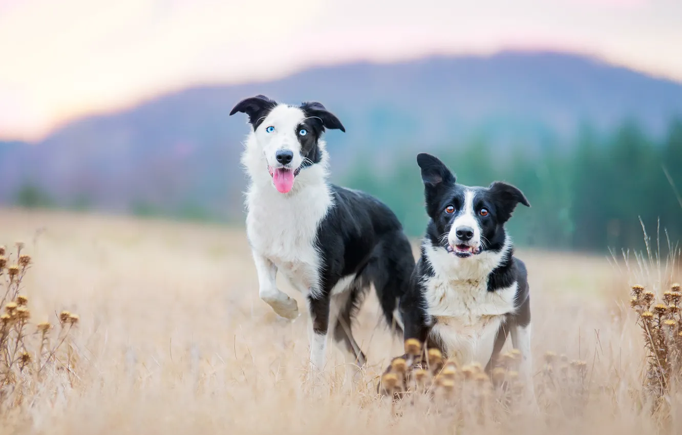 Photo wallpaper field, language, nature, dog, pair, black and white, Wallpaper from lolita777, boys