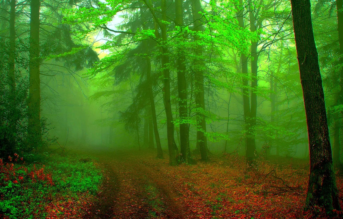 Photo wallpaper forest, landscape, fog, background, green
