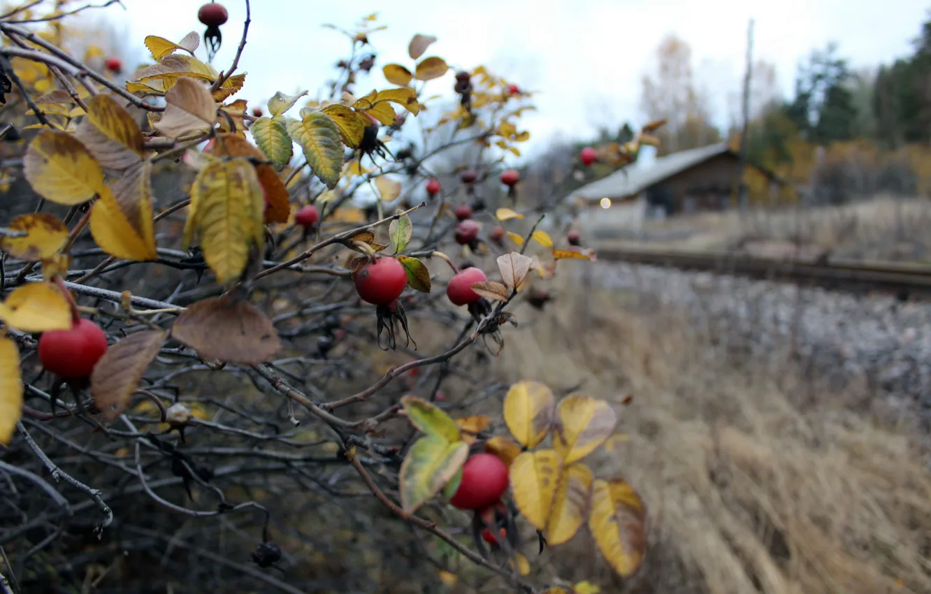 Photo wallpaper road, autumn, nature, mood, real photo