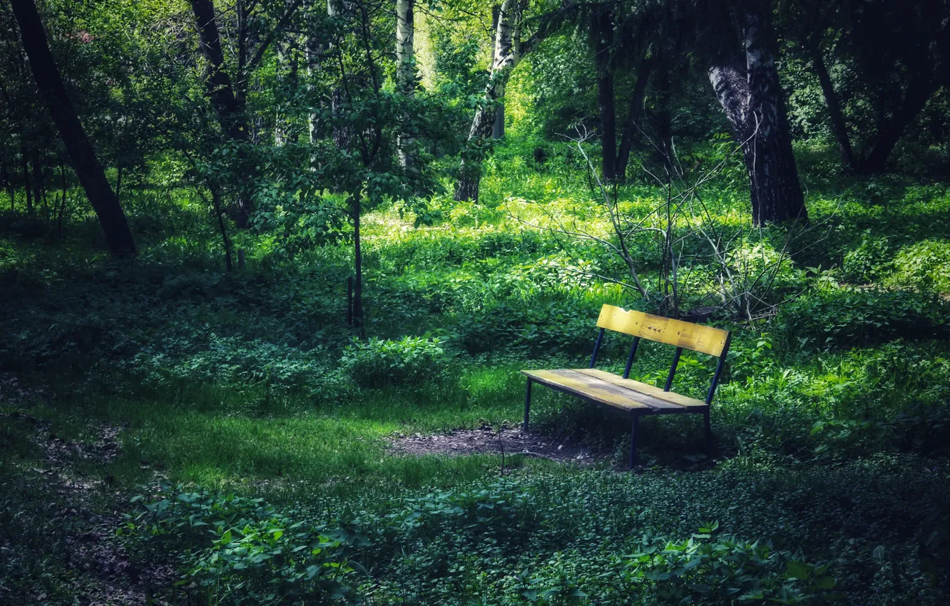 Photo wallpaper bench, nature, Park