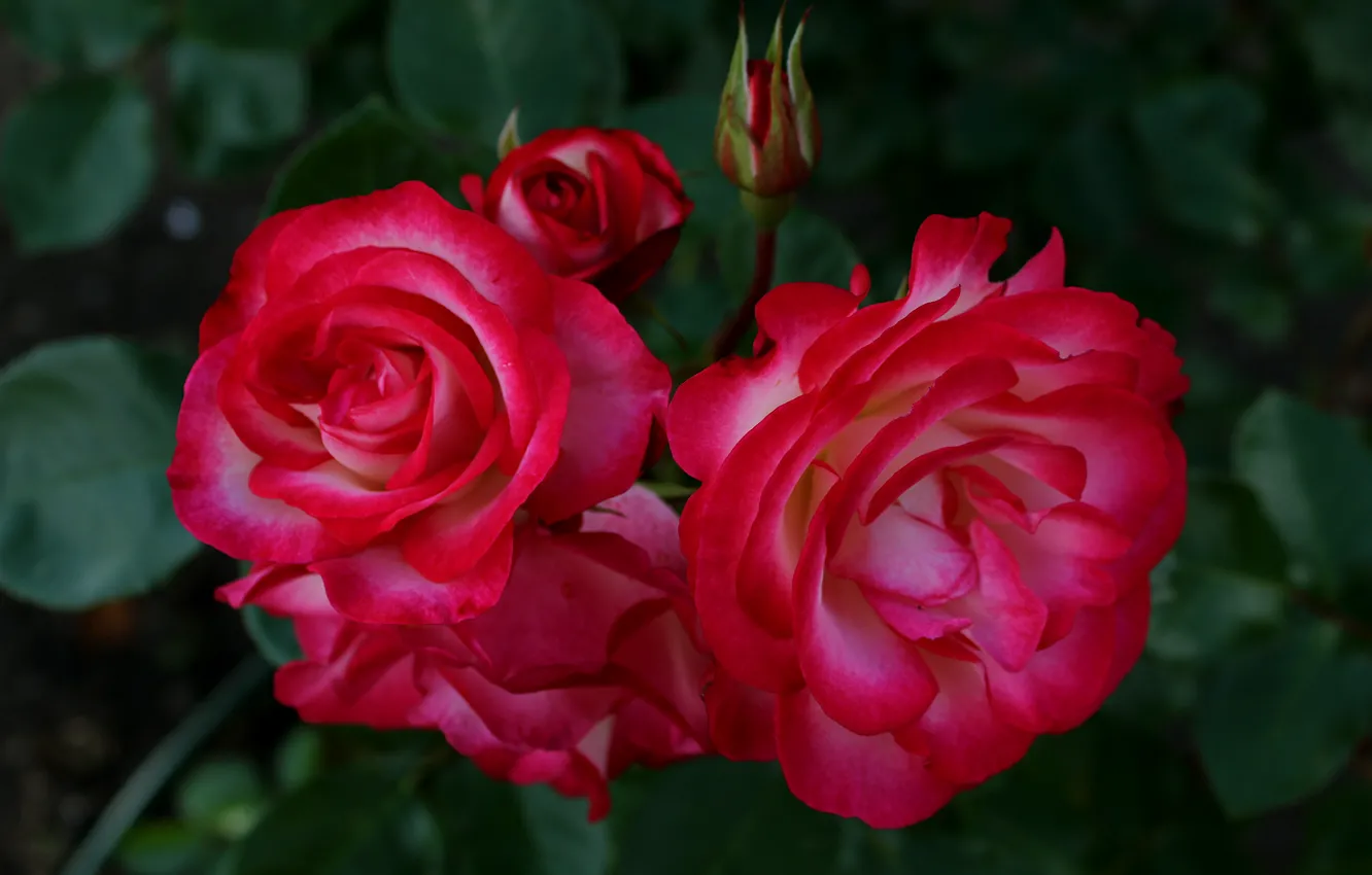 Photo wallpaper red, red, Roses, rose, buds