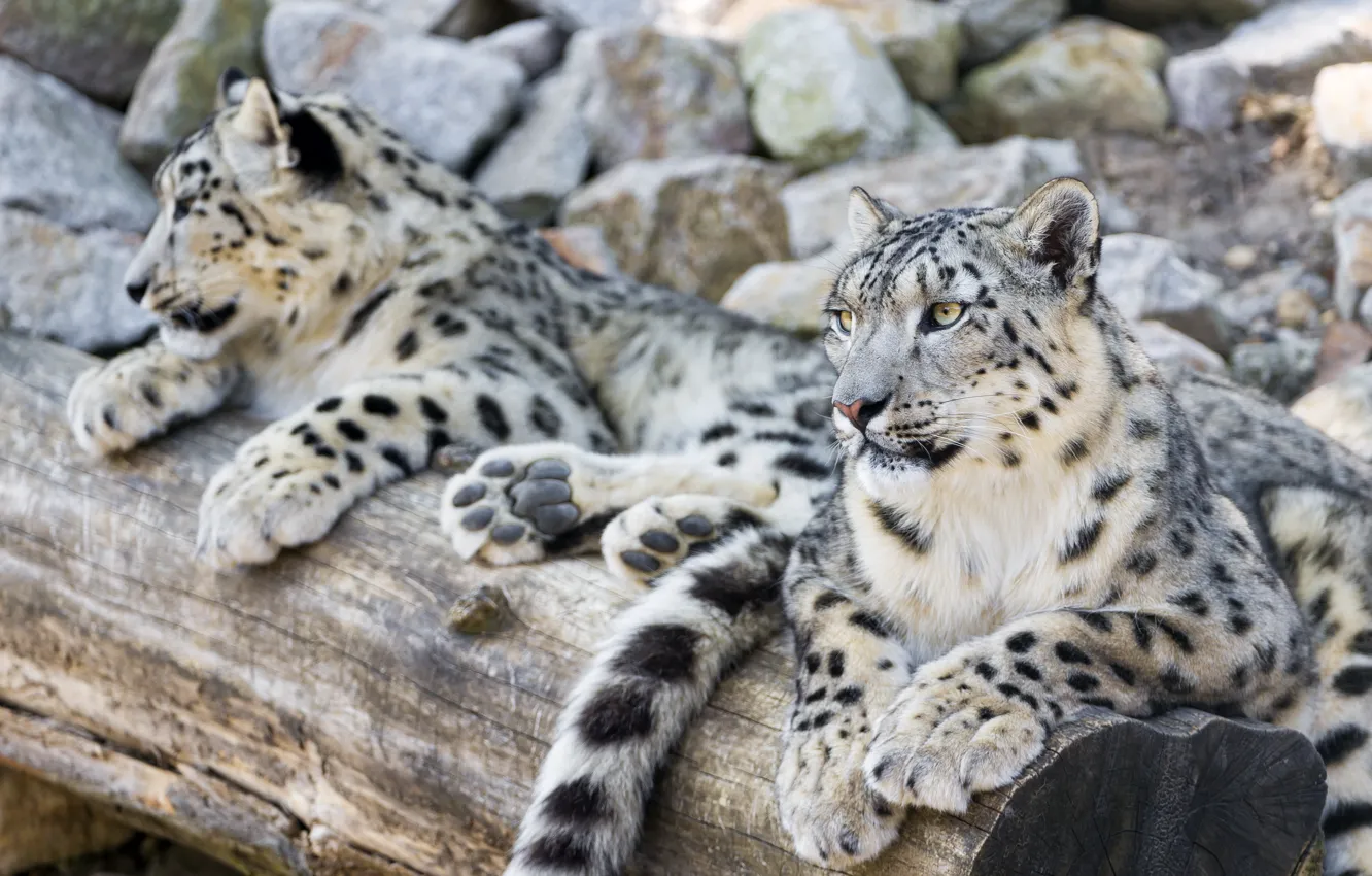 Photo wallpaper stay, predator, family, pair, IRBIS, snow leopard