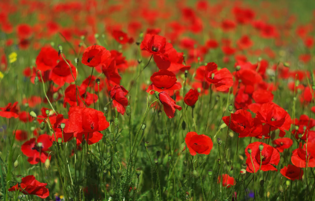 Photo wallpaper greens, flowers, red, bright, Maki, poppy field