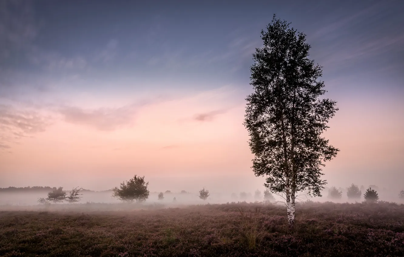 Photo wallpaper fog, morning, birch