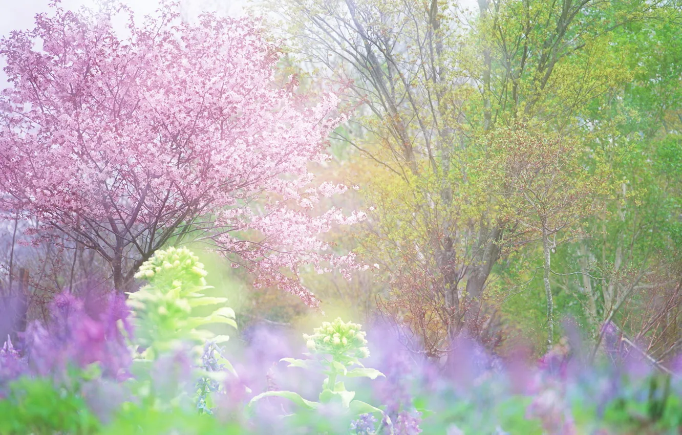 Photo wallpaper greens, trees, freshness, cherry, spring, flowering