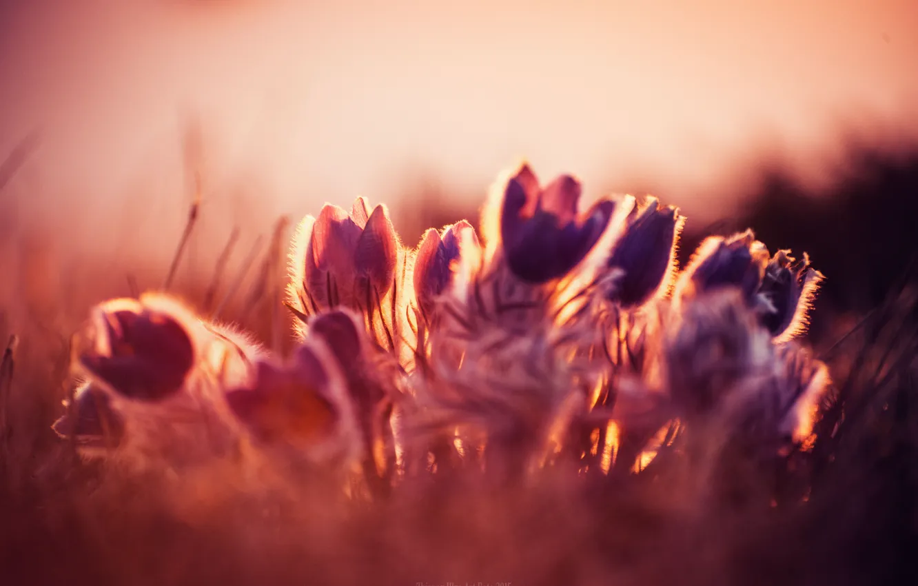Photo wallpaper sunset, flowers, spring, primrose, sleep-grass