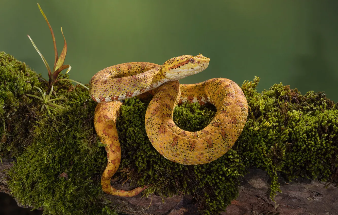 Photo wallpaper background, moss, snake, log, yellow, reptile