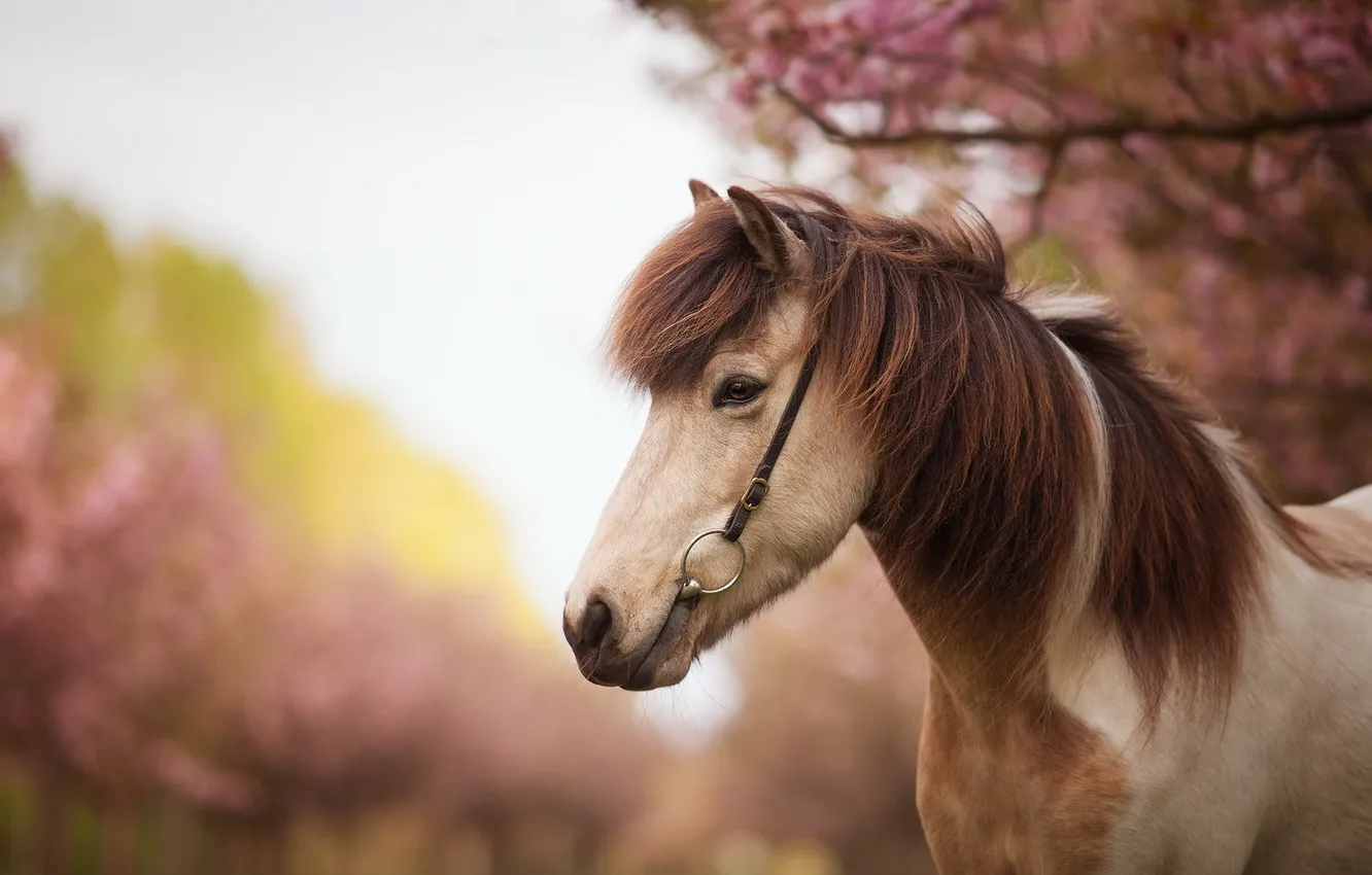 Photo wallpaper summer, nature, horse