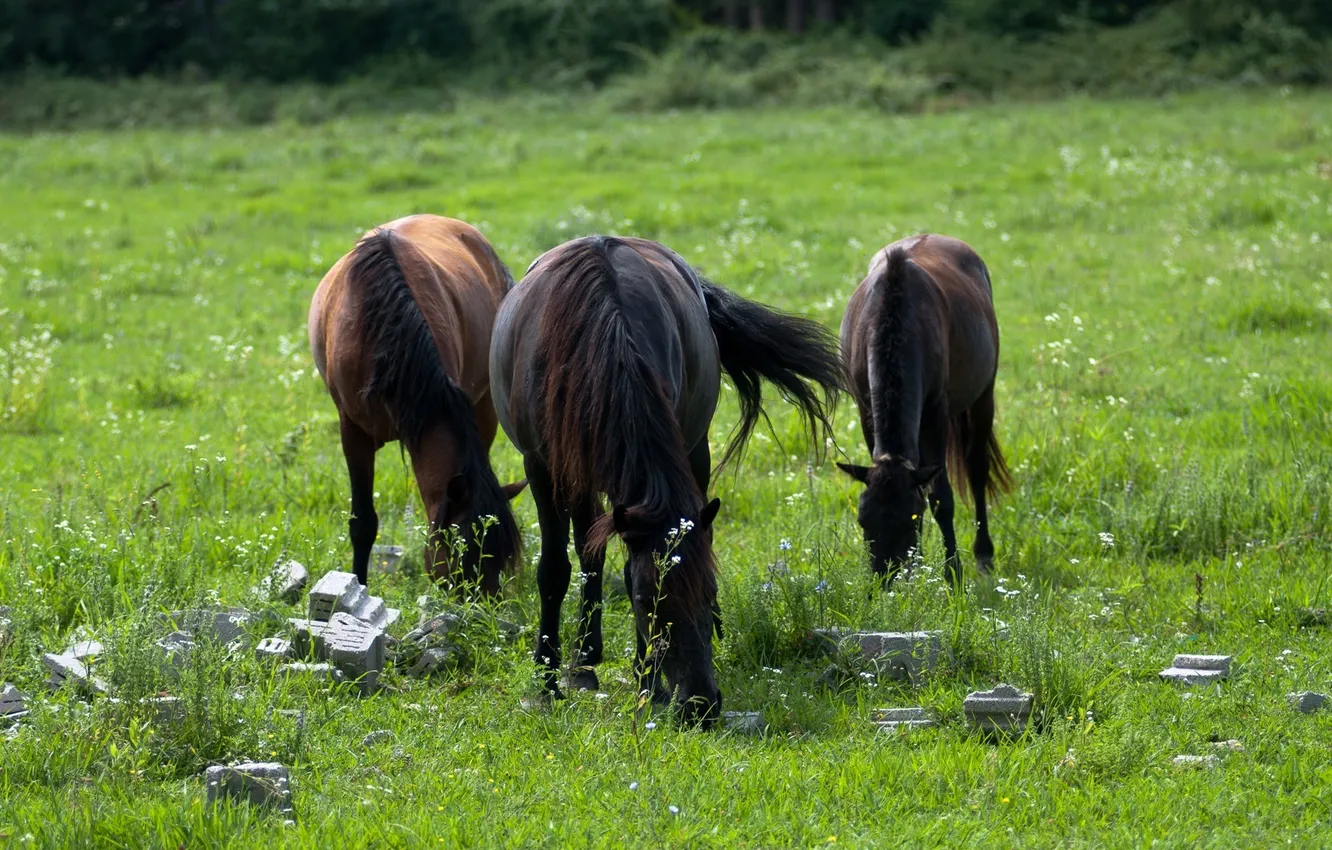 Photo wallpaper field, grass, stones, horse, horse