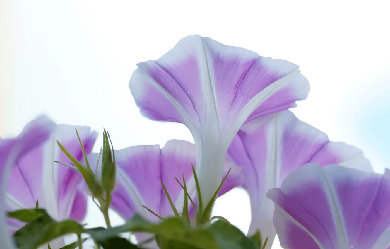 Photo wallpaper macro, nature, petals