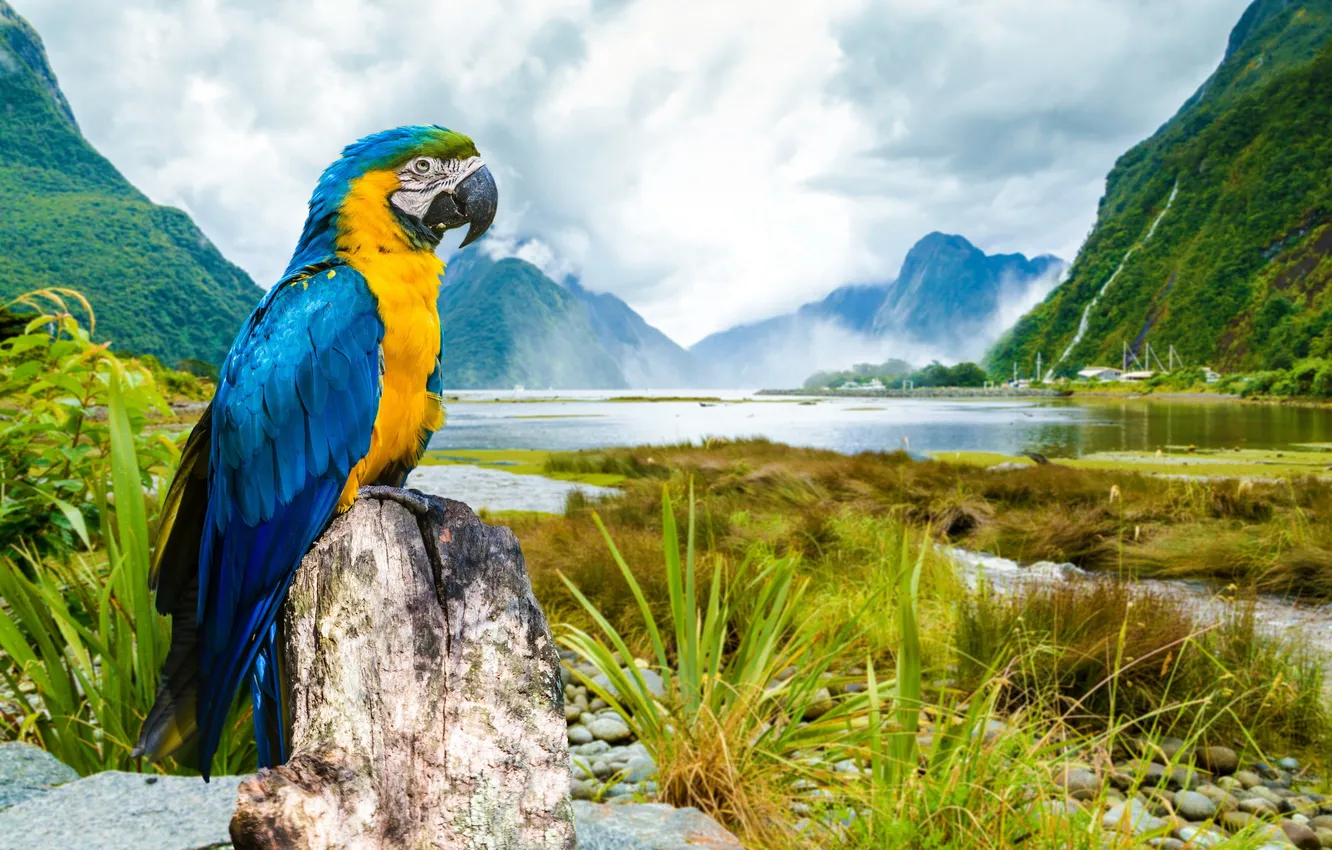 Photo wallpaper landscape, parrot, macaw, Ara, Blue-and-yellow macaw