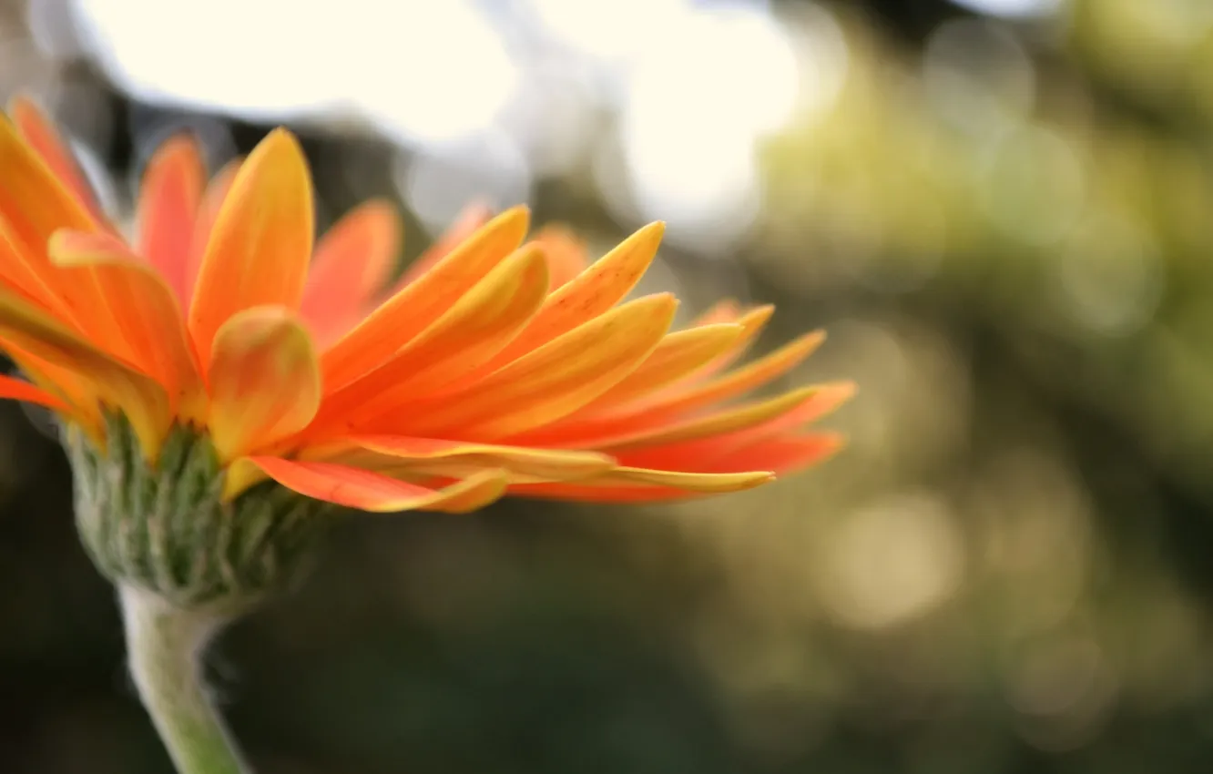 Photo wallpaper macro, flowers, orange, petals, chrysanthemum, bokeh