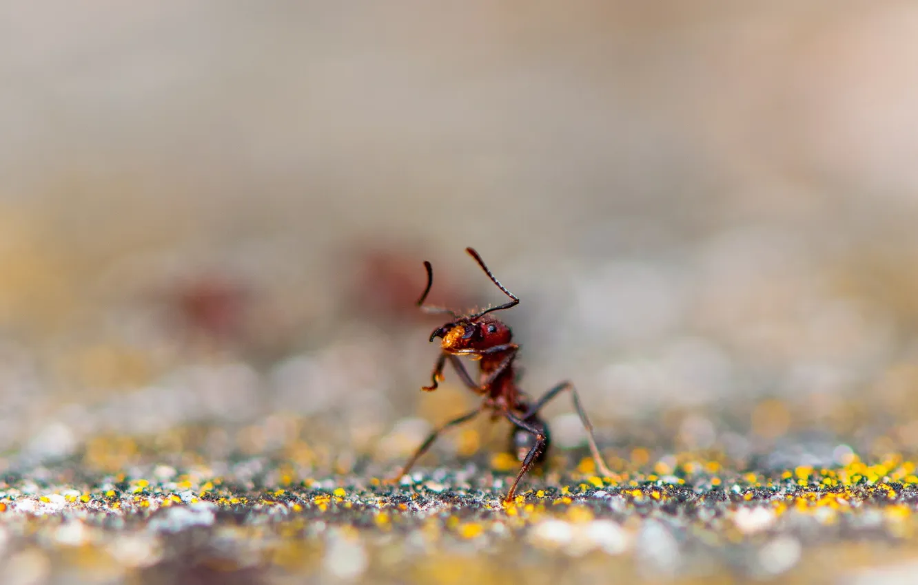 Photo wallpaper red, ant, insect